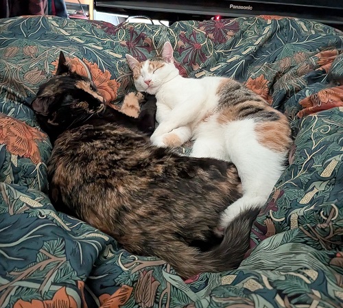 Aife and Carina